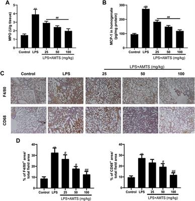 Allyl methyl trisulfide protected against LPS-induced acute lung injury in mice via inhibition of the NF-κB and MAPK pathways